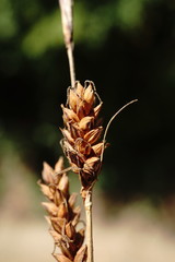 Carex flacca serrulata