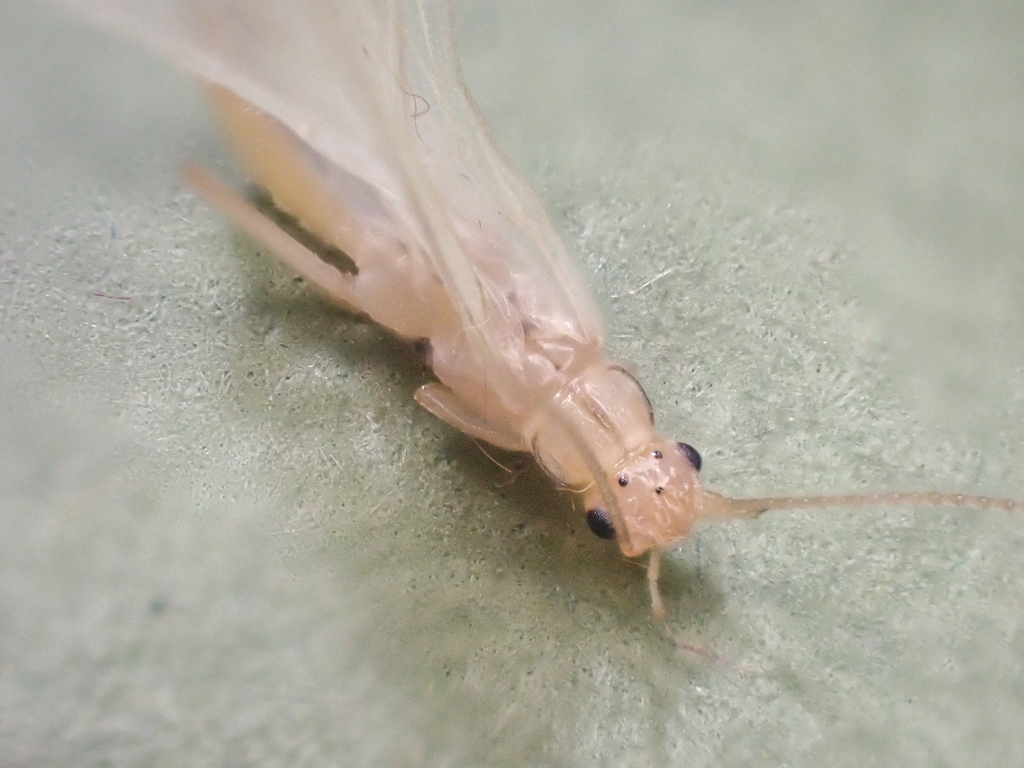 Suwalliini