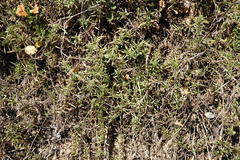Thymus callieri