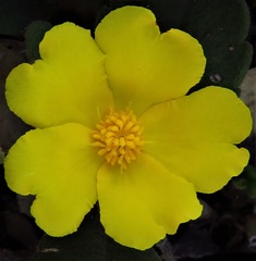 Hibbertia lasiopus