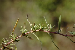 Thymus callieri