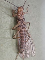 Isoperla sordida