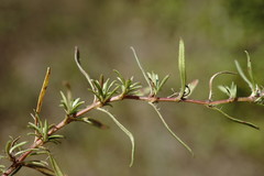 Thymus callieri