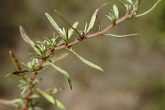 Thymus callieri