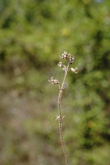 Thymus callieri