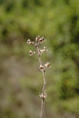 Thymus callieri