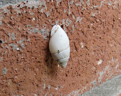 Plagiodontes