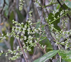Guioa acutifolia