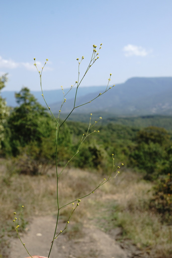 Bupleurum asperuloides