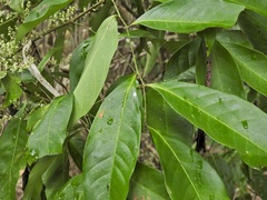 Guioa acutifolia