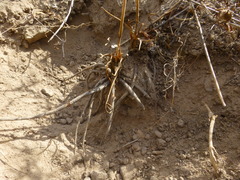 Lichtensteinia obscura