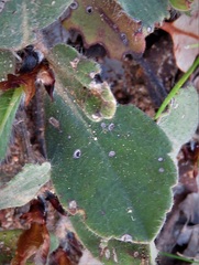 Hibbertia lasiopus