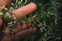Phylica paniculata