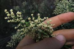 Phylica paniculata