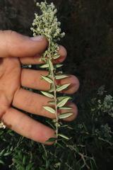 Phylica paniculata