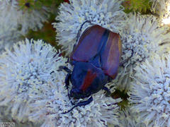 Trichostetha capensis