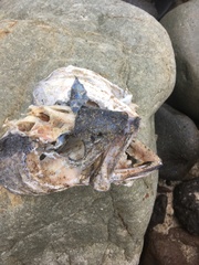 Atractoscion nobilis