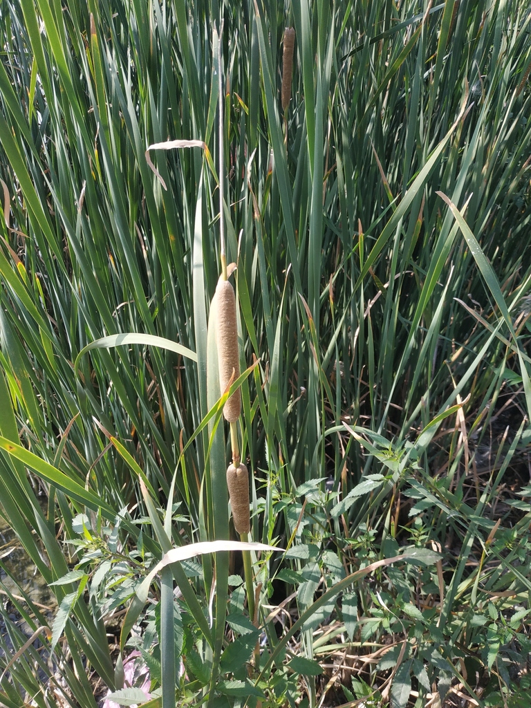 (Typha austro-orientalis) - Botanical Realm