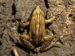 Physalaemus henselii