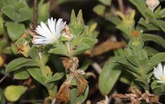 Delosperma ecklonis