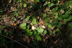 Viola suavis
