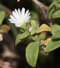 Delosperma ecklonis