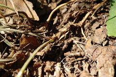 Viola suavis