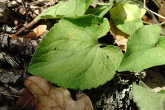 Viola suavis