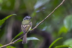 Pogonotriccus ophthalmicus