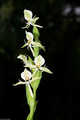 Habenaria castroi