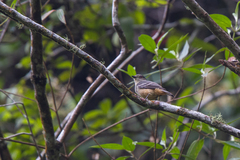 Knipolegus poecilurus