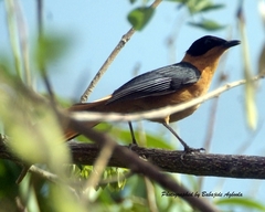 Cossypha niveicapilla