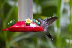 Campylopterus largipennis