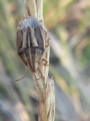 Aelia americana