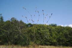 Linum corymbulosum