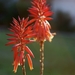Aloe aristata - Photo (c) k0syak, μερικά δικαιώματα διατηρούνται (CC BY-NC-ND)