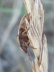 Aelia americana