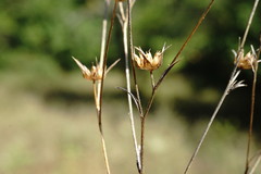 Linum corymbulosum