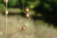 Linum corymbulosum