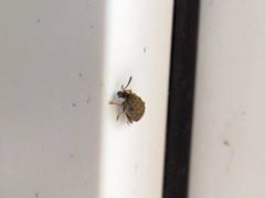 Acanthoscelides obtectus