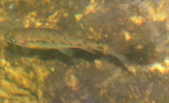 Pseudobarbus burchelli