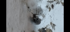 Steatoda triangulosa