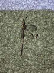 Clathroneuria coquilletti