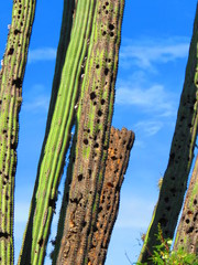 Melanerpes hypopolius