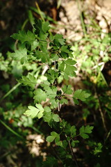 Crataegus microphylla