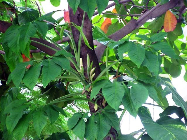 arrowhead vine