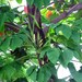 Syngonium macrophyllum - Photo (c) VanLap Hoàng, algunos derechos reservados (CC BY)