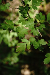 Crataegus microphylla
