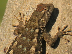 Sceloporus horridus