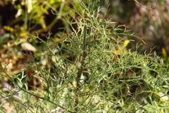 Notobubon tenuifolium